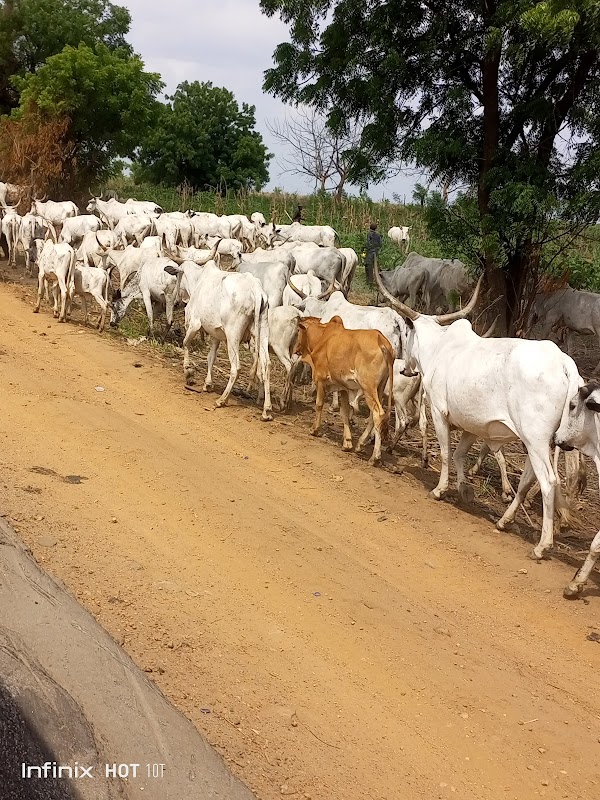 Ogbomoso: Gateway to Nature and Culture - Ogbomoso