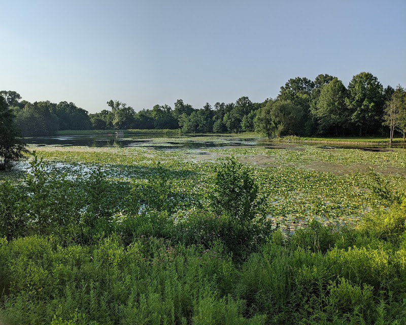 Nature's Refuge: Thoreau Pond in Columbus - Thoreau Pond