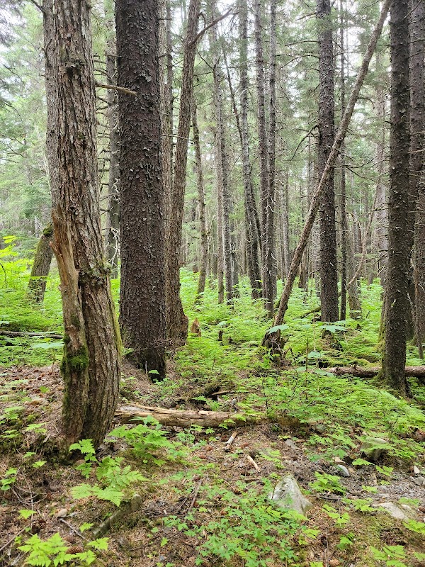 The Cascading Wonder of Winner Creek Gorge - Winner Creek Gorge Trailhead