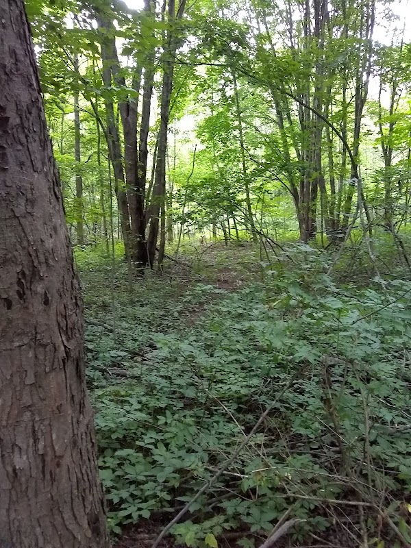 Wandering Through Sandusky Hollow - Sandusky Hollow