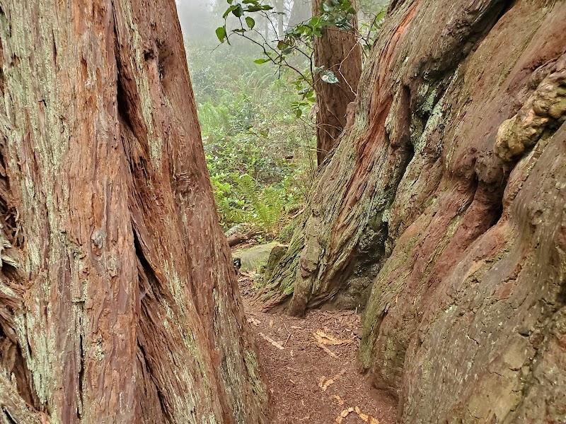 Tall Trees and Tranquility: Lady Bird Johnson Grove Trail surrounding landscape