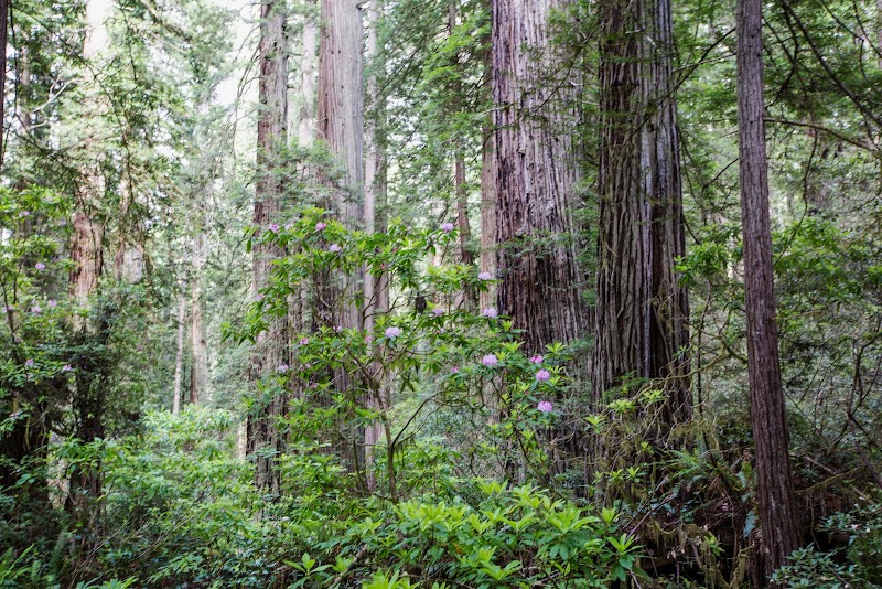 Tall Trees and Tranquility: Lady Bird Johnson Grove Trail - Lady Bird Johnson Grove Trail