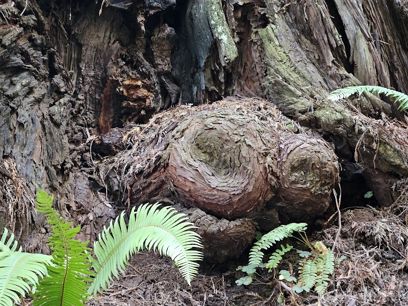 Trillium Falls Trail: A Forest Wonderland surrounding landscape