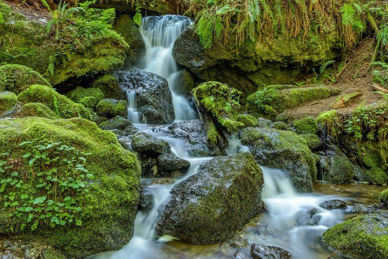 Trillium Falls Trail: A Forest Wonderland - Trillium Falls Trail