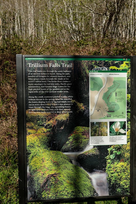 Trillium Falls Trail: A Forest Wonderland - Trillium Falls Trail