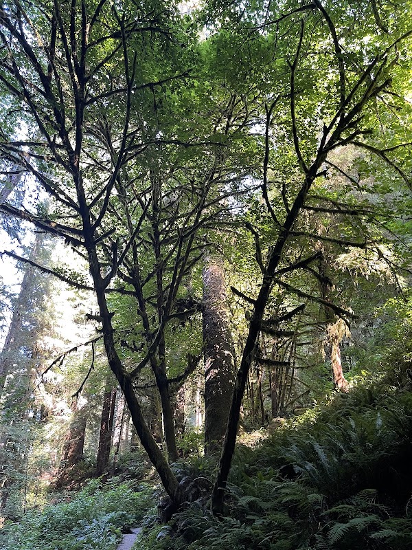 Trillium Falls Trail: A Forest Wonderland - Trillium Falls Trail