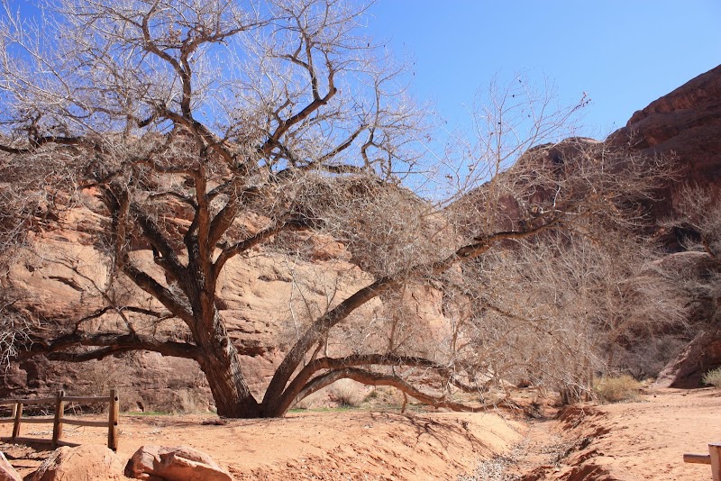 Discover the Grandeur of Moonflower Canyon outdoor detail