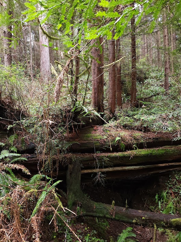 Nature's Artistry: Arcata Trail System - Trail System