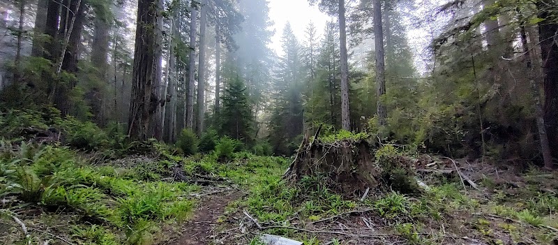 Nature's Artistry: Arcata Trail System outdoor detail
