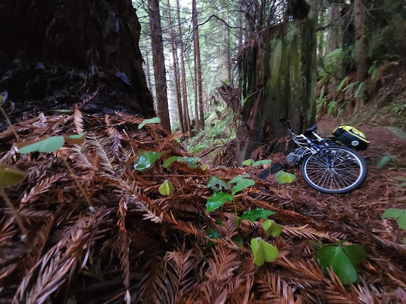 Nature's Artistry: Arcata Trail System surrounding landscape
