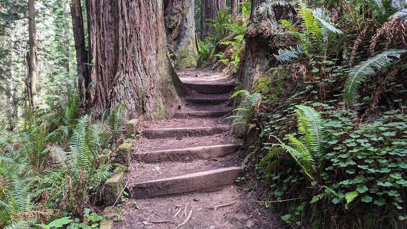 Nature's Artistry: Arcata Trail System - Trail System