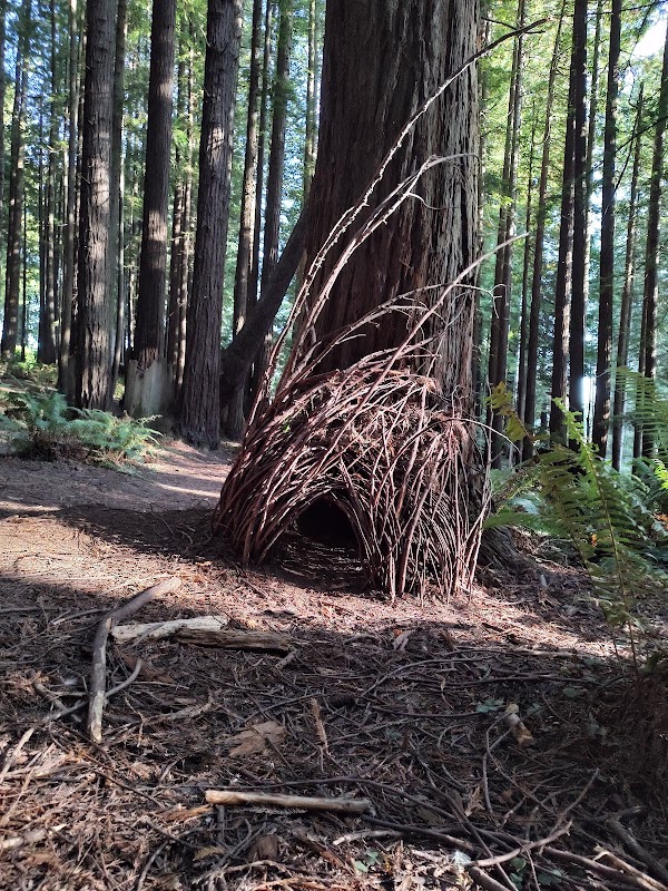 Nature's Artistry: Arcata Trail System - Trail System