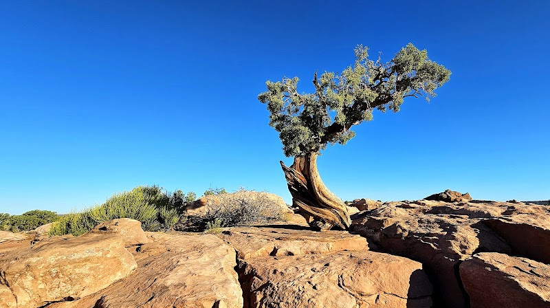 Majestic Vistas at DeadHorsePoint - DeadHorsePoint