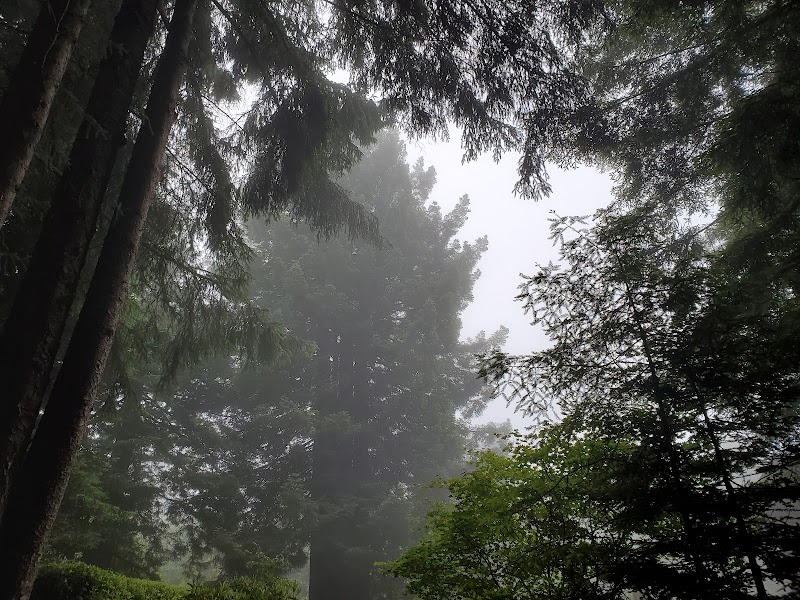 Majestic Redwoods: Arcata Trail System surrounding landscape