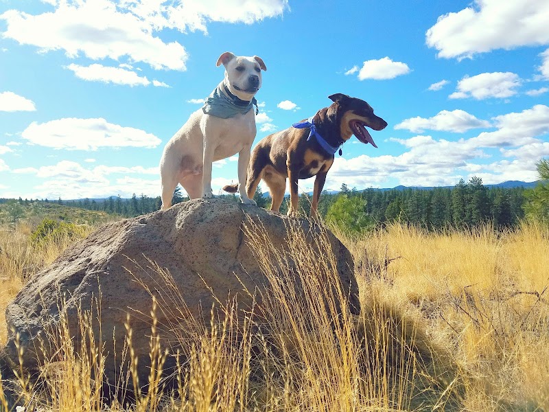 Discover the Tranquil Trails at Shevlin Commons outdoor detail