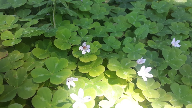 Nature's Serenity: McKay Community Forest surrounding landscape