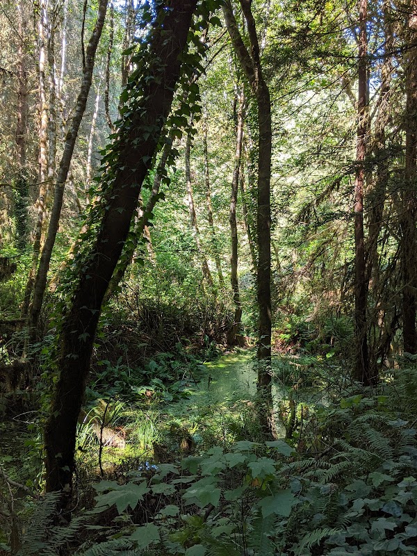 Nature's Serenity: McKay Community Forest - McKay Community Forest