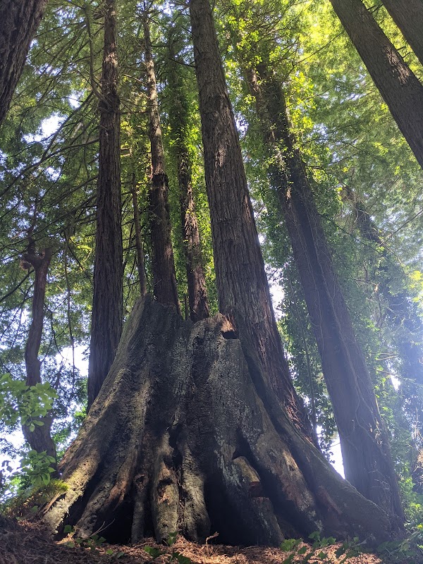 Nature's Serenity: McKay Community Forest outdoor detail