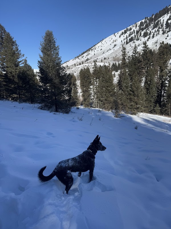 Cache Creek Trailhead: A Biker's Haven in Jackson, Wyoming outdoor detail