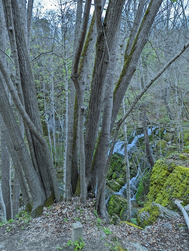 Waterfall Wonders at Falls Of Logan Creek surrounding landscape