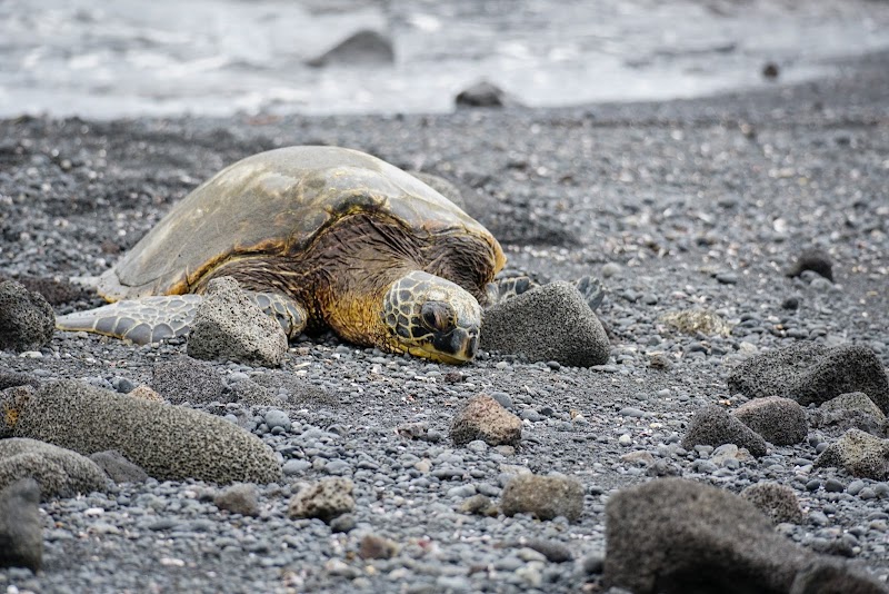 Black Sands of Punaluʻu Beach - Punaluʻu Beach