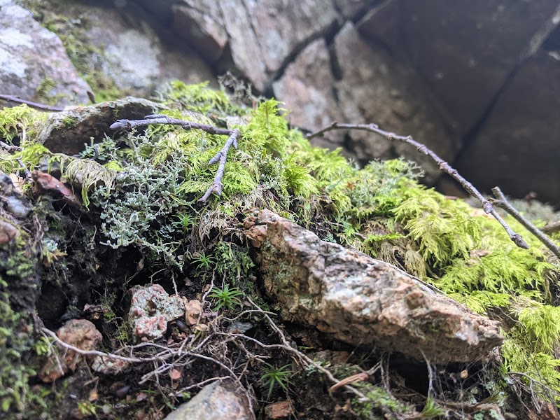 Discover Dorr Mountain: Nature's Jewel in Bar Harbor surrounding landscape
