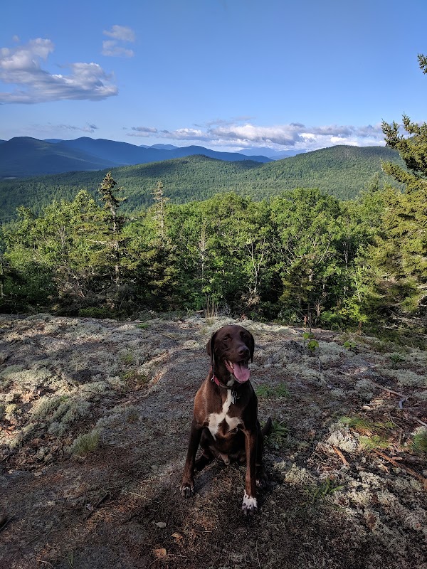 Discover the Wonders of Bethel Community Forest - Bethel Community Forest