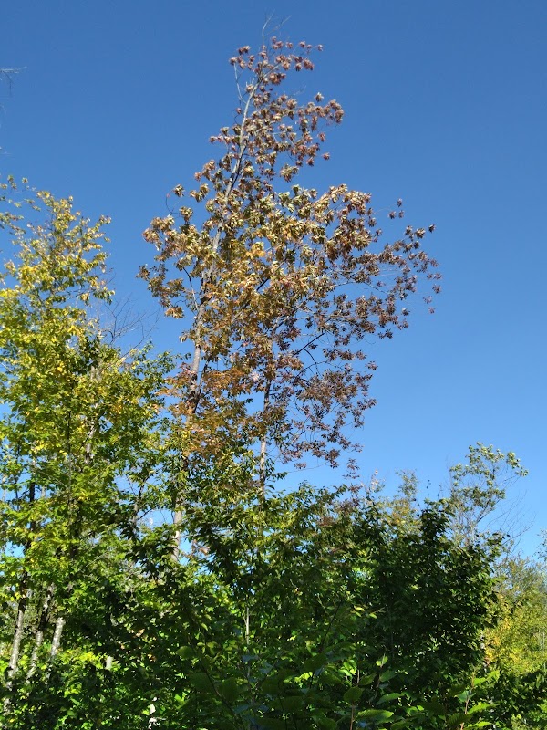 Discover the Wonders of Bethel Community Forest outdoor detail
