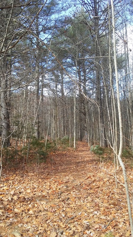 Mount Will Town Forest: A Natural Haven in Bethel, Maine surrounding landscape