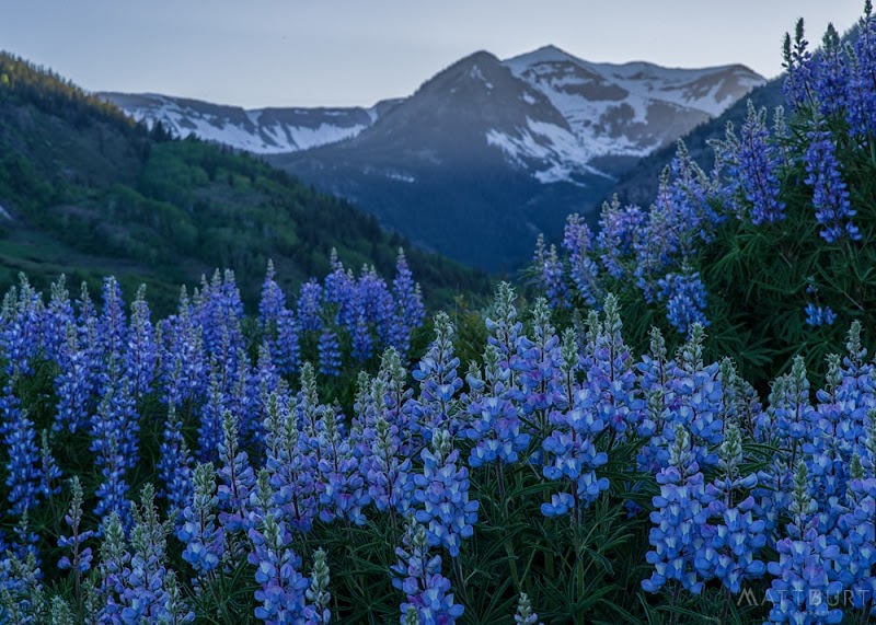 Lupine Trail 2 Adventure in Crested Butte outdoor detail