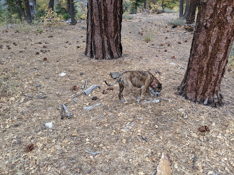Bristlecone Trail: A Walk Through Time outdoor detail