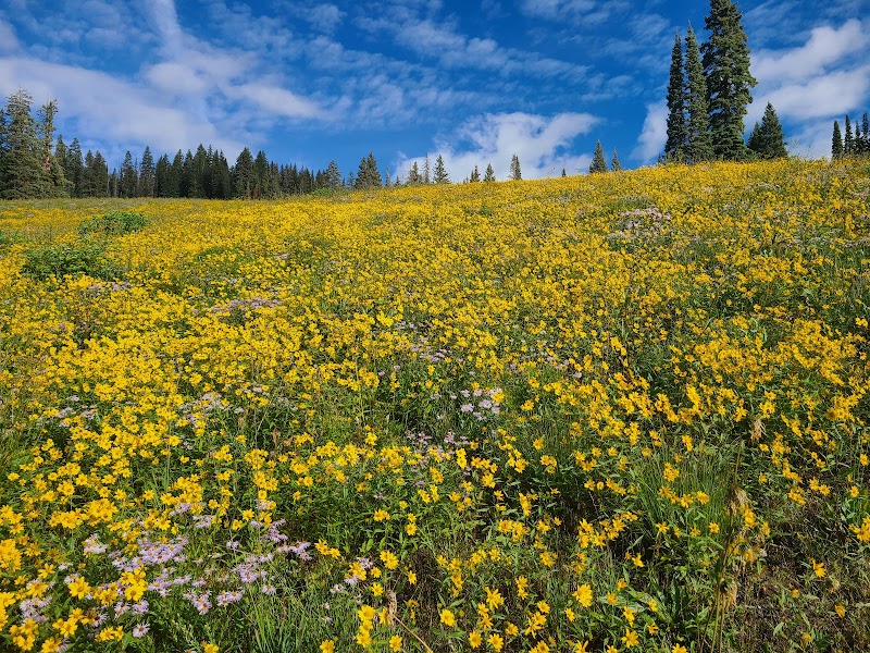 Mountain Bliss on the 403 Trailhead - 403 Trailhead