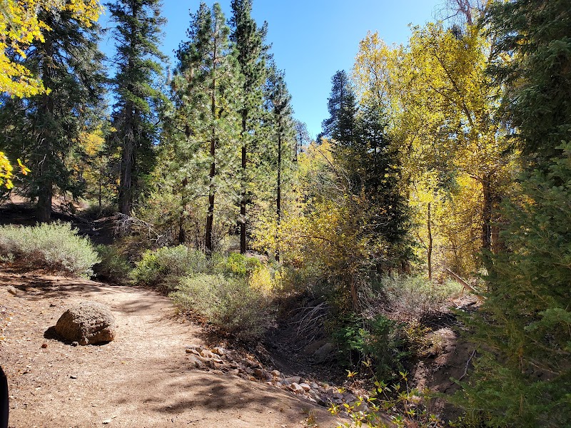 Pine Adventure: Discover Pineknot Trail outdoor detail
