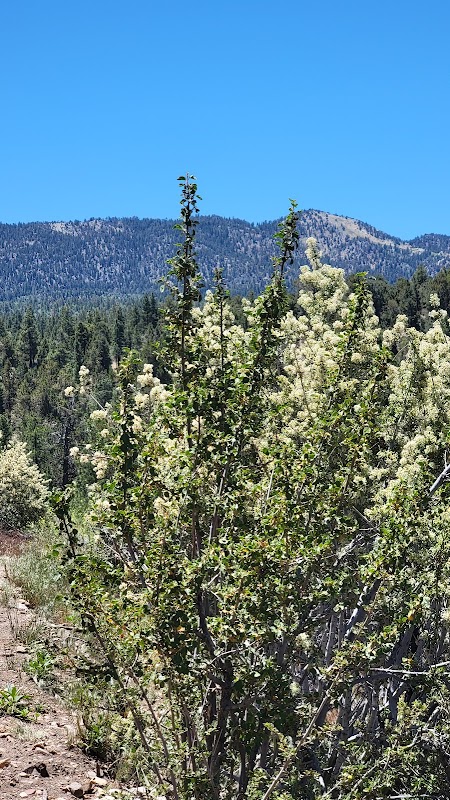 Discover the Serenity of Maple Hill Trails outdoor detail