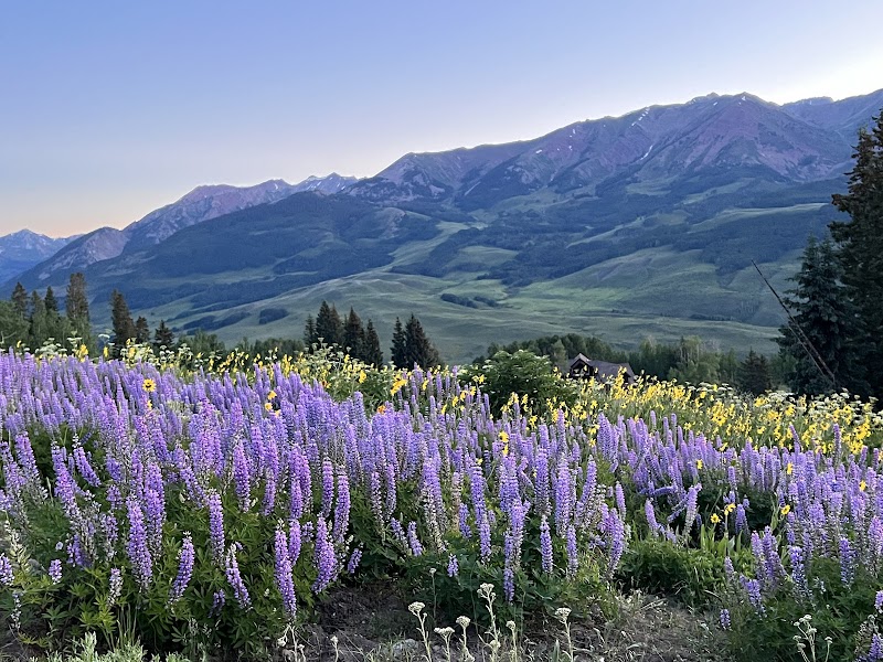 Golden Aspens at Lupine Trail Trailhead - Lupine Trail Trailhead