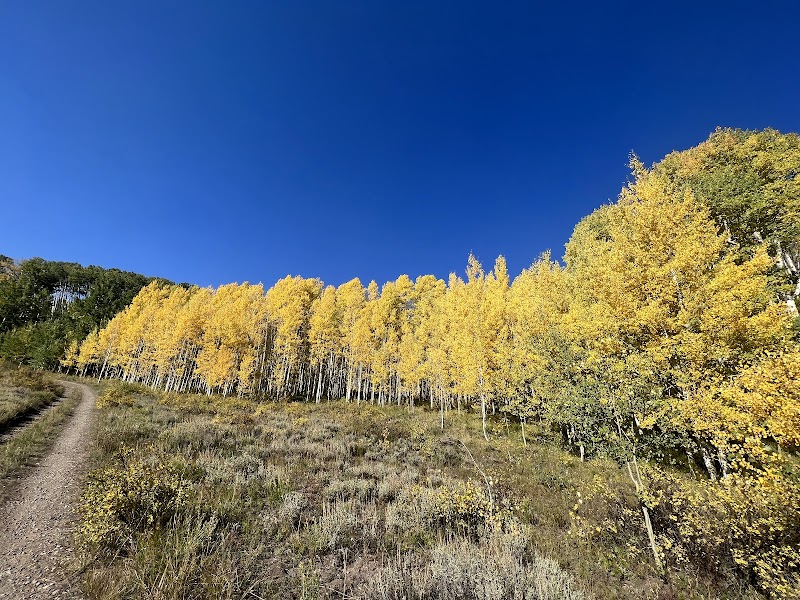 Golden Aspens at Lupine Trail Trailhead - Lupine Trail Trailhead
