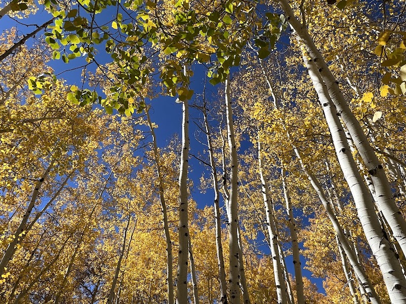 Golden Aspens at Lupine Trail Trailhead - Lupine Trail Trailhead