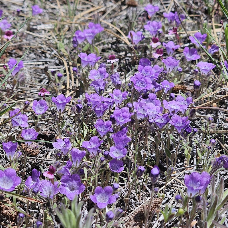 Nature's Escape at Big Bear Lake - Big bea4