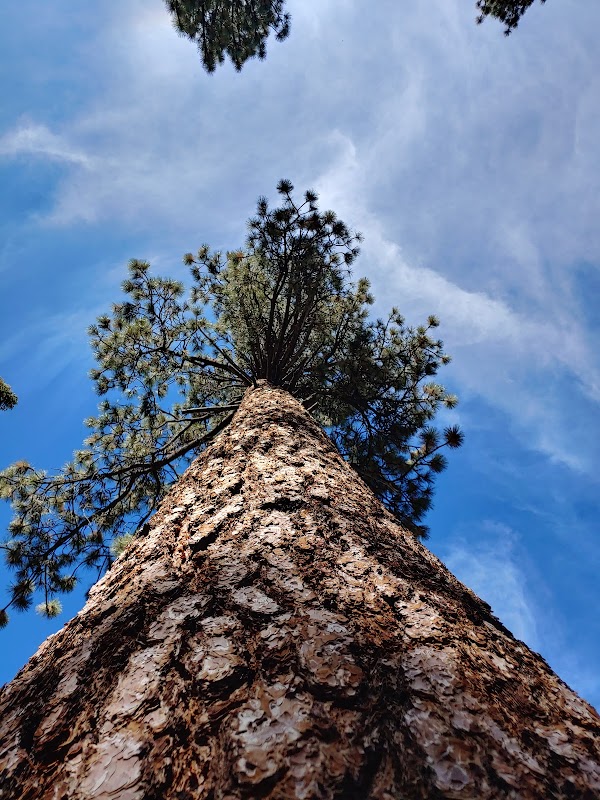 Thrilling Trails: Truck Trails Big Bear, CA surrounding landscape