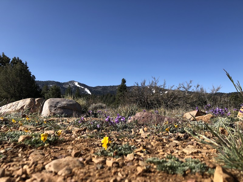 Discover the Unique Pebble Plains in Big Bear, California - Pebble Plains