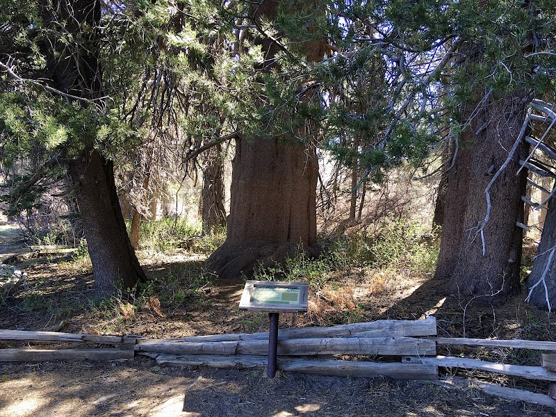 Champion Lodgepole Pine: Nature's Majesty in Angelus Oaks outdoor detail