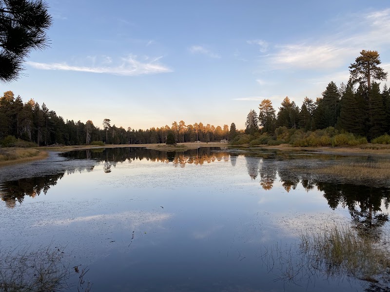 Champion Lodgepole Pine: Nature's Majesty in Angelus Oaks surrounding landscape