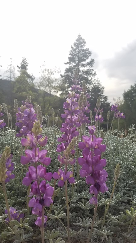 Discover the Enchantment of Sugarloaf National Recreation Trail outdoor detail