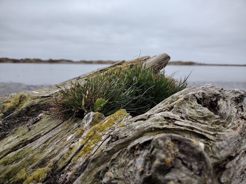 Scenic Retreat at McKinleyville Land Trust - Mad River Bluffs outdoor detail