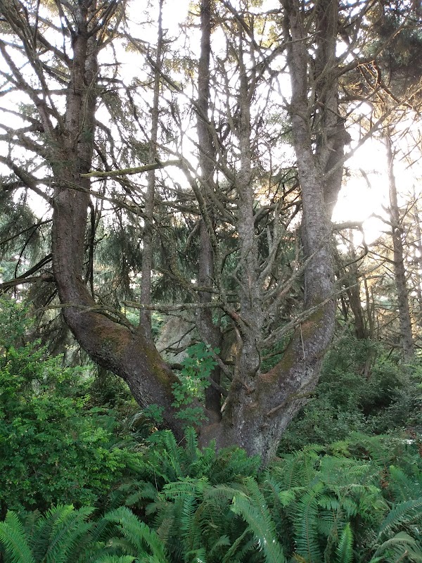 Scenic Retreat at McKinleyville Land Trust - Mad River Bluffs surrounding landscape