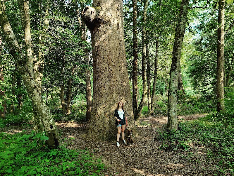 Discover Bryson City Island Park: Nature's Retreat outdoor detail