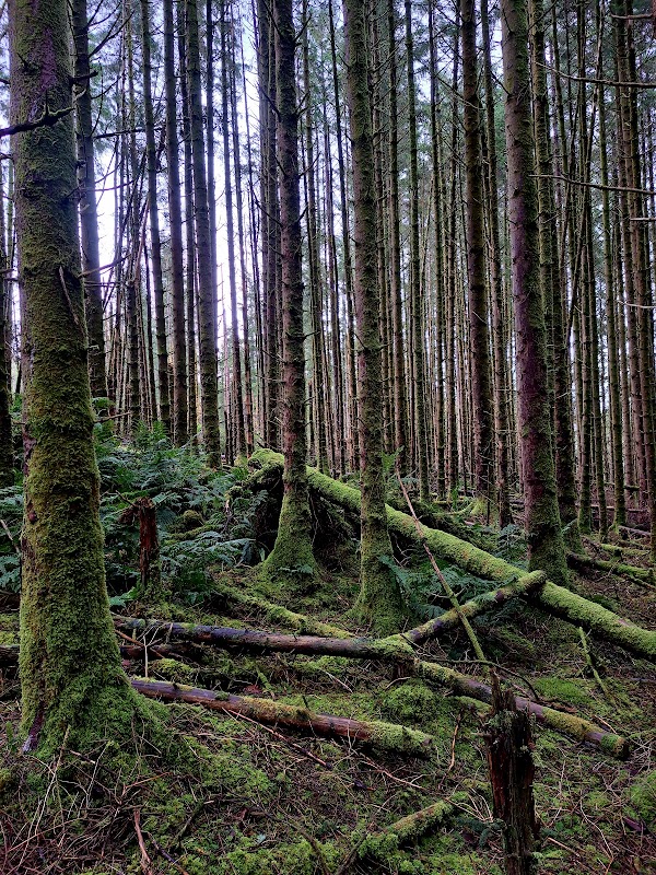 Discovering Portree Forest Trails - Portree Forest Trails