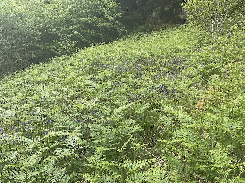 Discovering Portree Forest Trails - Portree Forest Trails