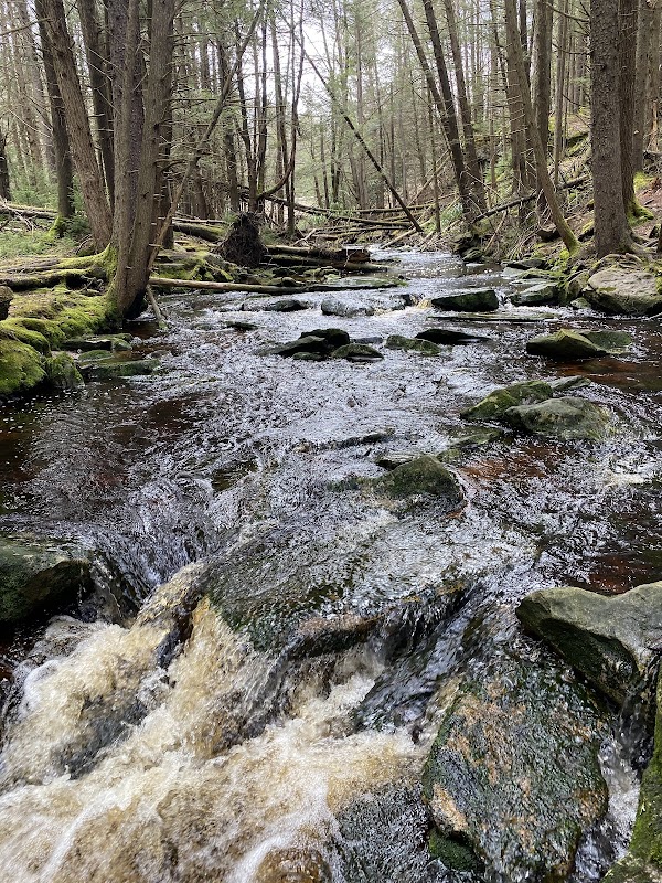 Waterfall Wander: Discover Elakala Trail surrounding landscape
