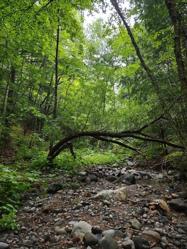Hiking the Big Ravine - West Rim Trail outdoor detail